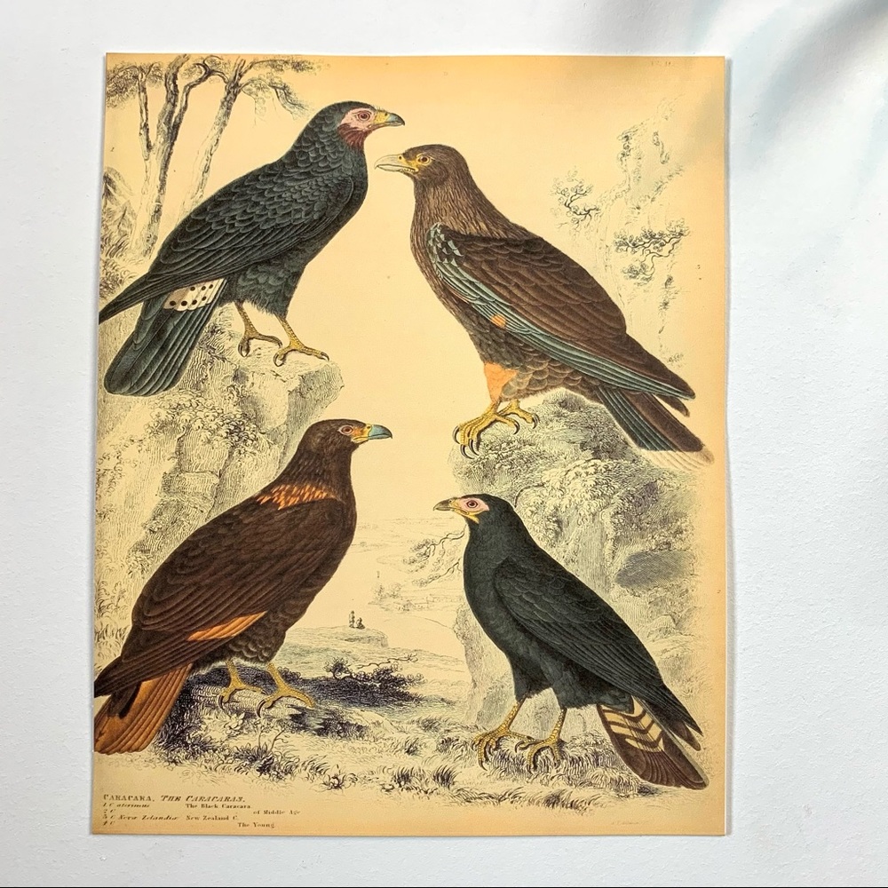 Biodiversity Caracara Birds of Prey Scientific Print 8x10